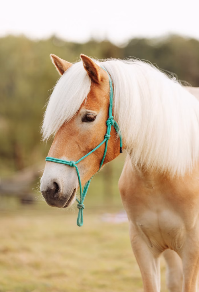 Paard met bruine vacht, witte manen en turquoise halster
